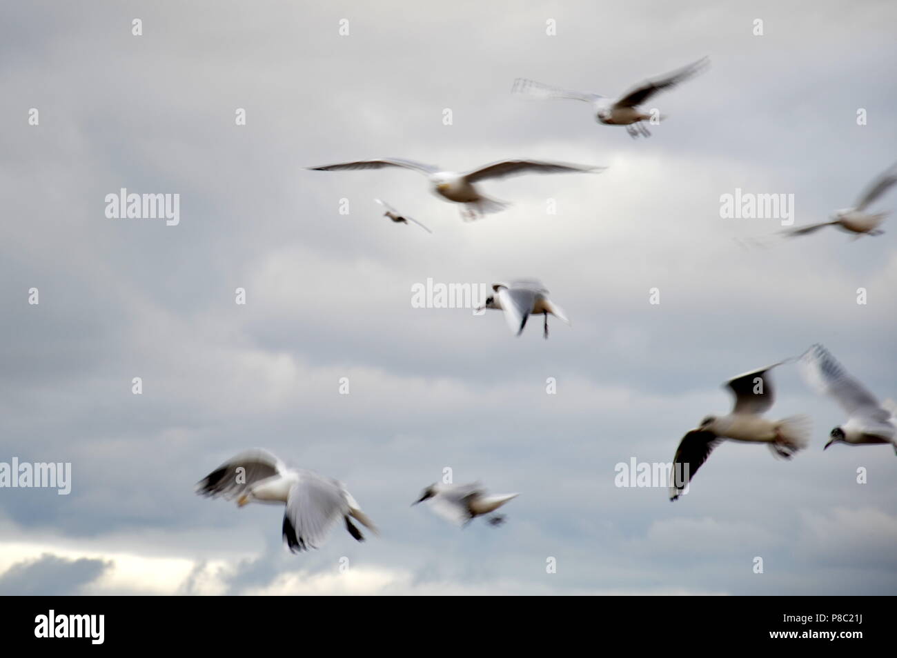 seagulls flying on a cloudy sky Stock Photo