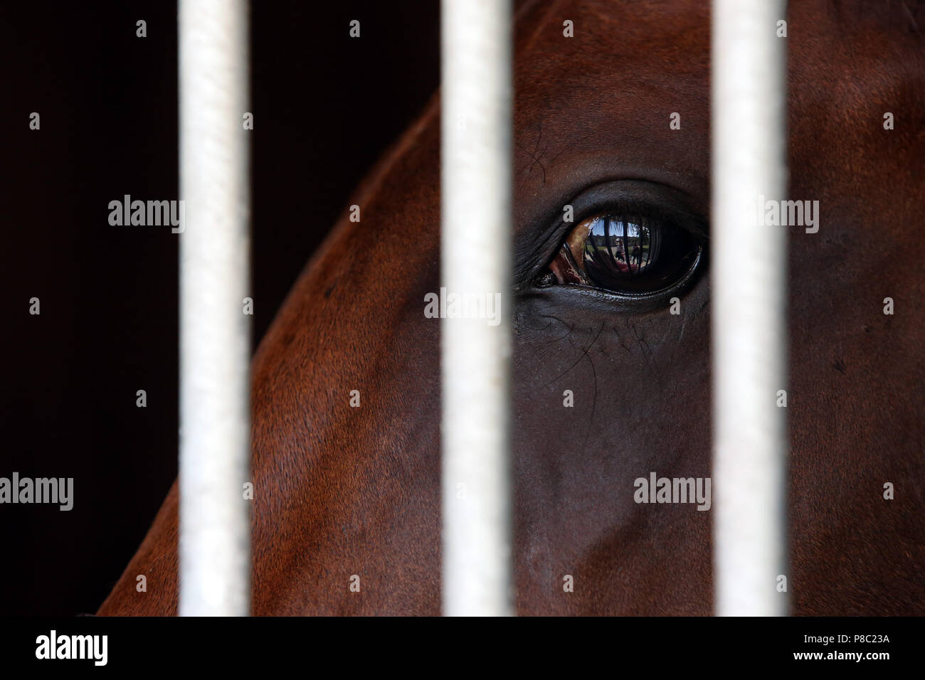 Iffezheim, Eye of Lot 49, Stallion of Sea the Moon from the Favorite Stock Photo