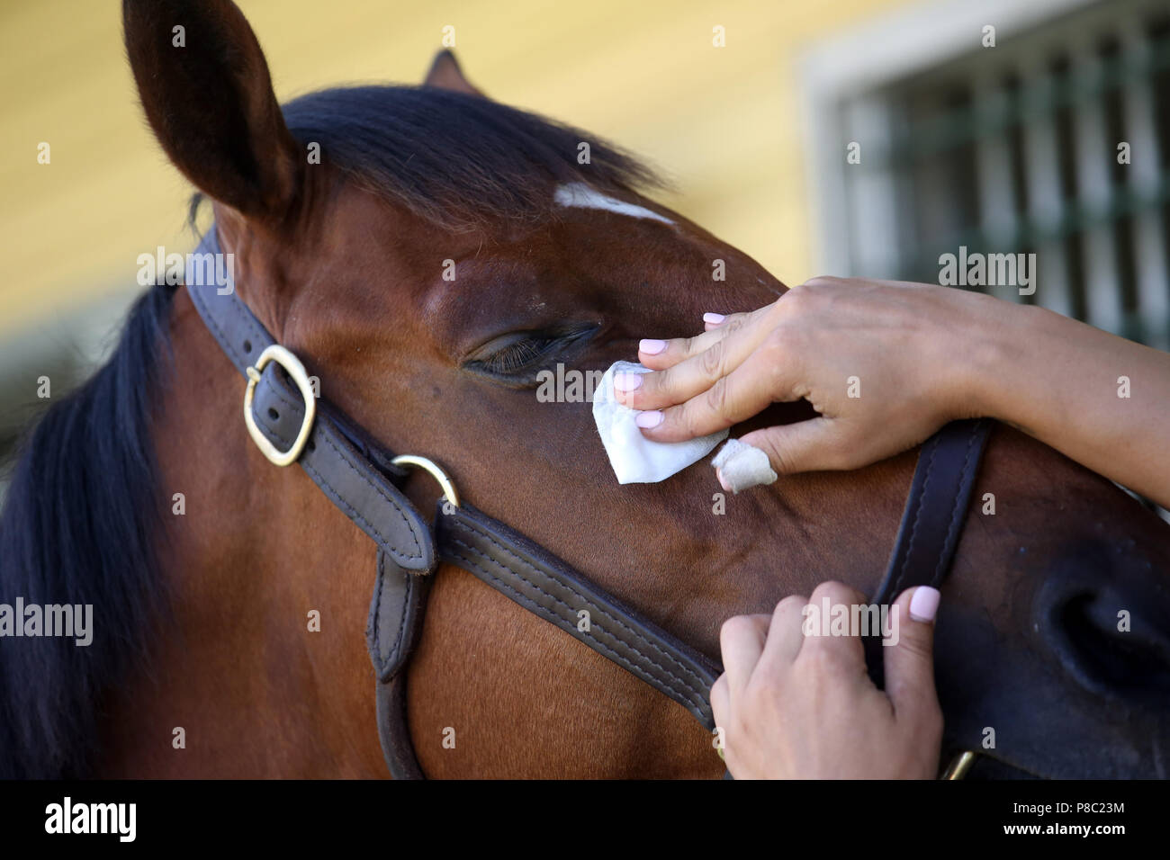 Iffezheim, horse is cleaned Stock Photo