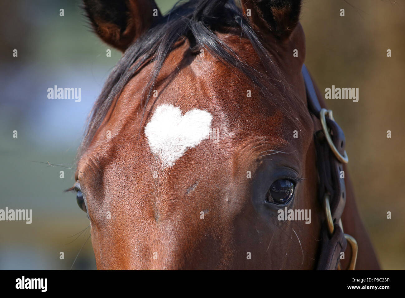 Iffezheim, horse has a badge in the form of a heart on the forehead Stock Photo