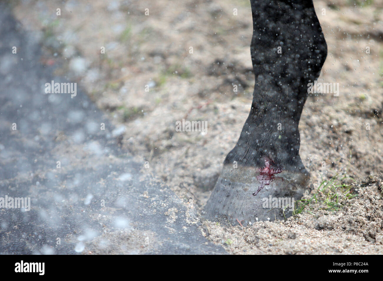 Iffezheim, bleeding injury on the coronet of a hoof Stock Photo