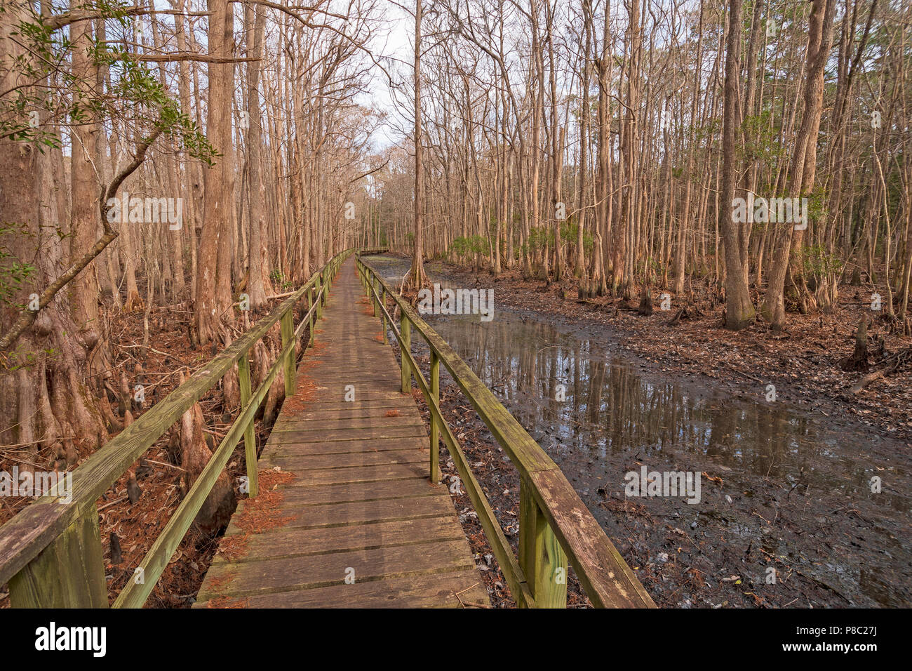 Boardwalk through a Cypress Forest in the Santee Coastal Reserve in South Carolina Stock Photo