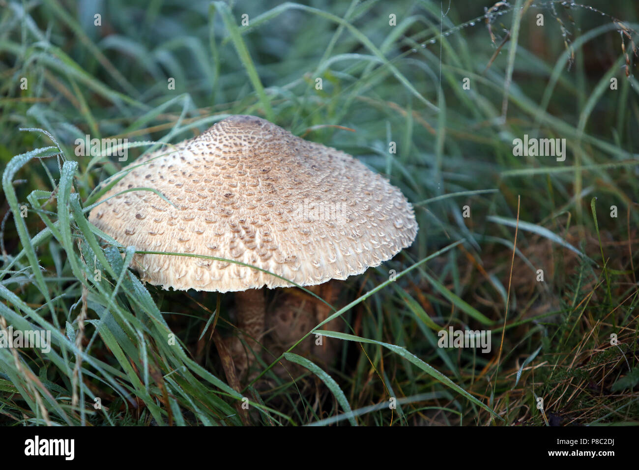 Neuenhagen, Germany, giant umbrella mushroom Stock Photo