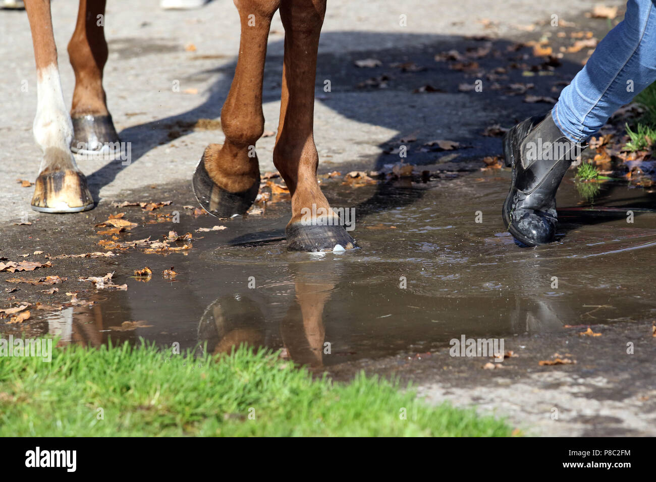 Hanover, horse legs run through a Pfuetze Stock Photo