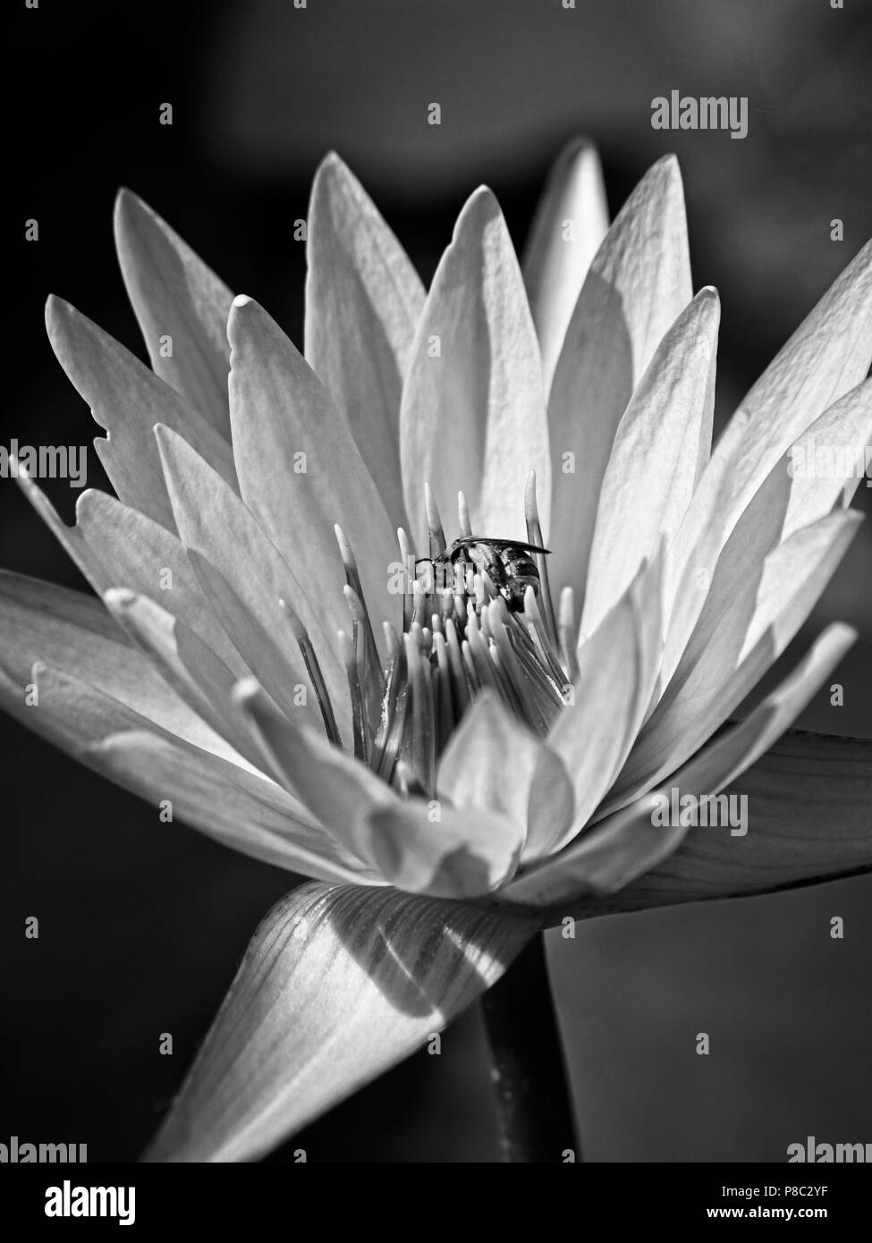 The Woodlands TX USA - June 5, 2018  -  Bee on Water Lily in Black and White Stock Photo