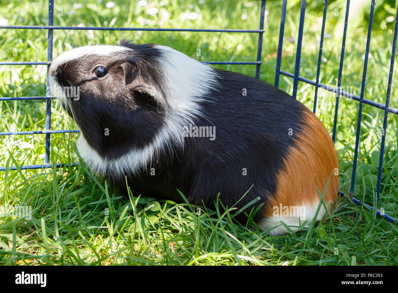 Guinea pig under a wire fencing in a garden Stock Photo