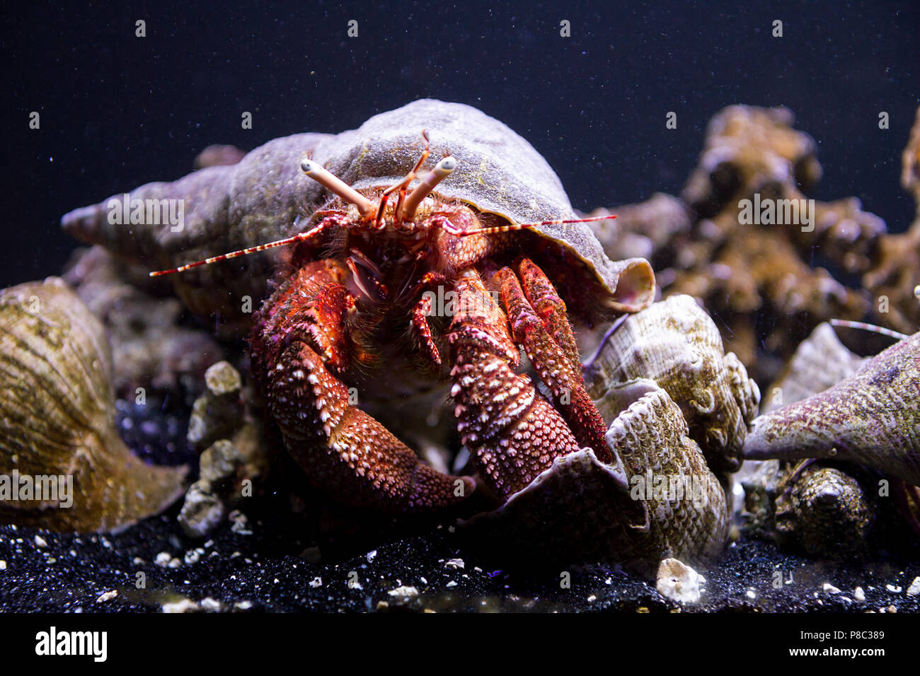 Crab underwater scenery hi-res stock photography and images - Alamy