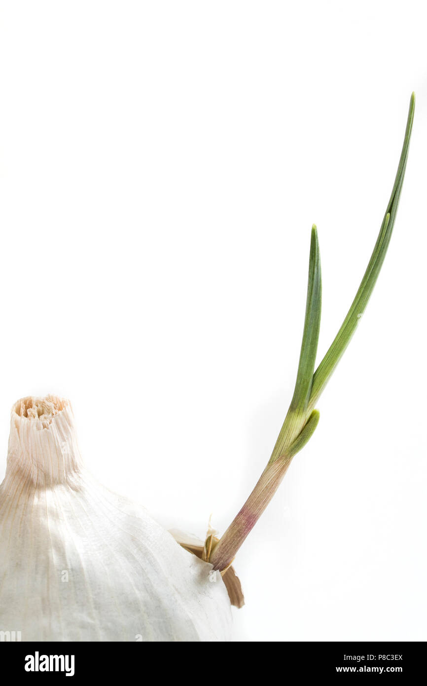 Organic garlic sprouting from the cloves and breaking through it's skin