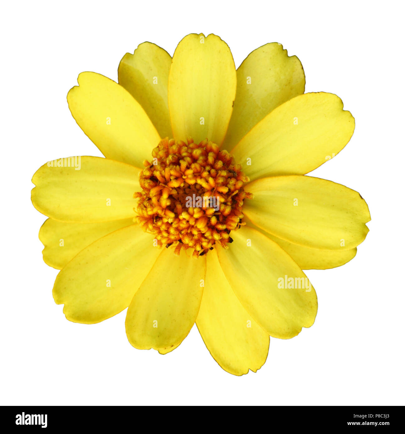 Colorful yellow zinnia flower isolated on white background, closeup Stock  Photo - Alamy