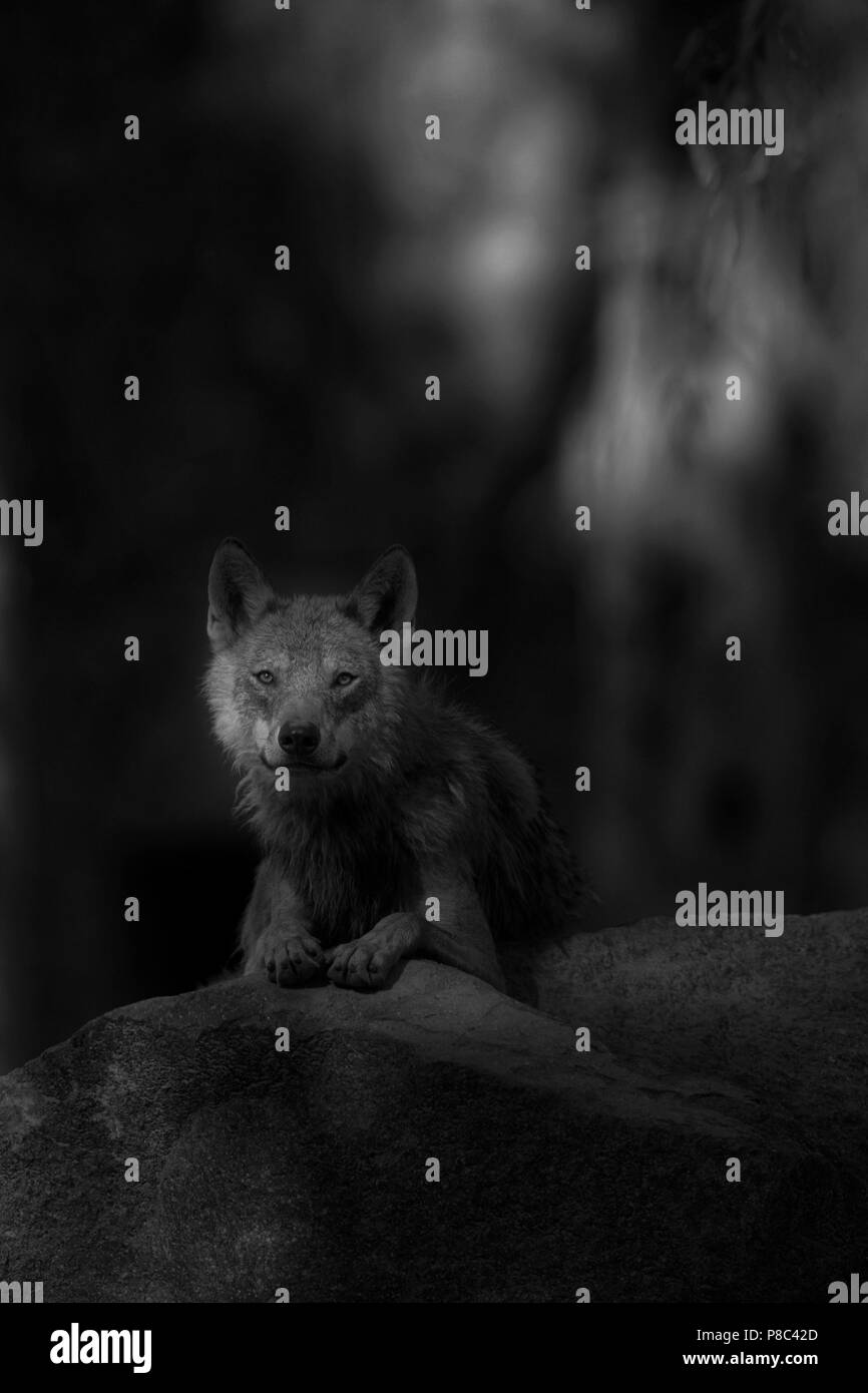Wolf staring Stock Photo