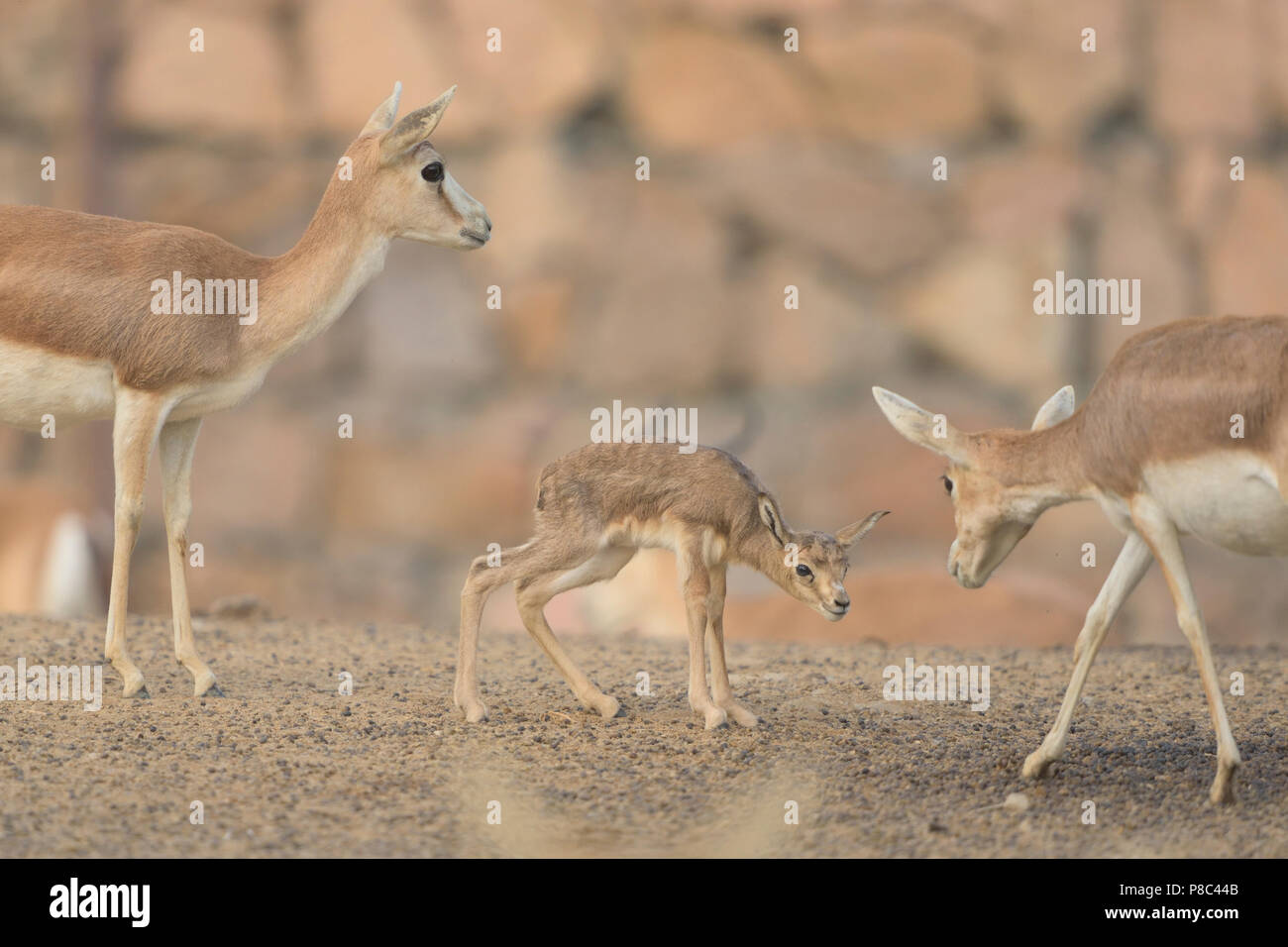 Cartoon gazelle hi-res stock photography and images - Alamy