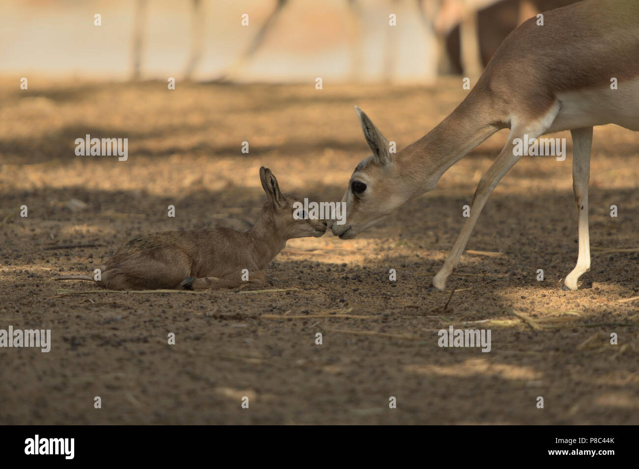 Cartoon gazelle hi-res stock photography and images - Alamy