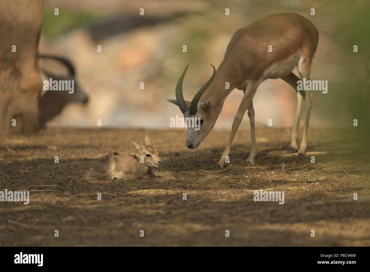 Cartoon gazelle hi-res stock photography and images - Alamy