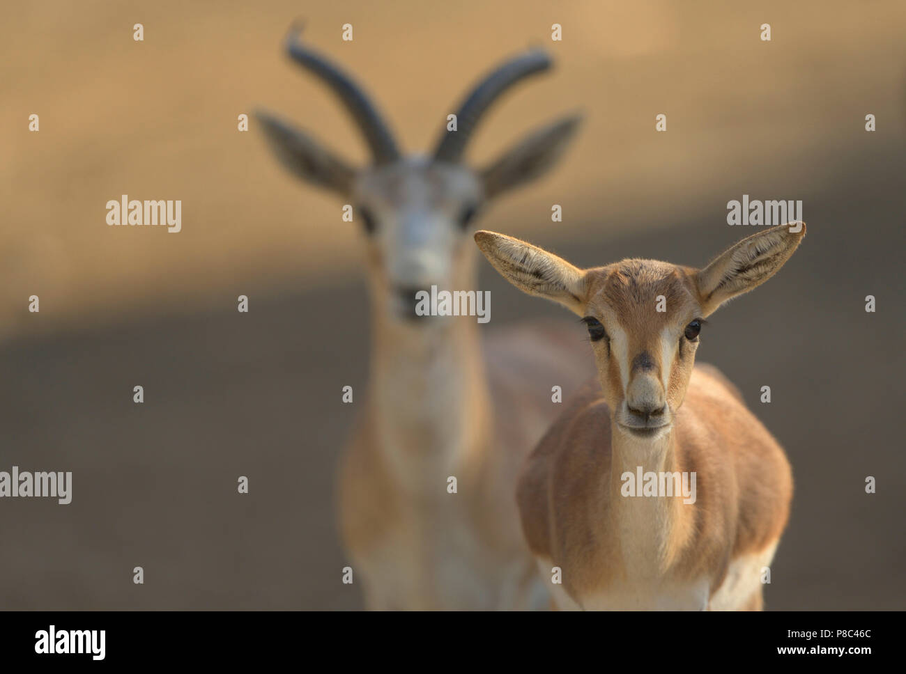 Gazelle Stock Photo Alamy
