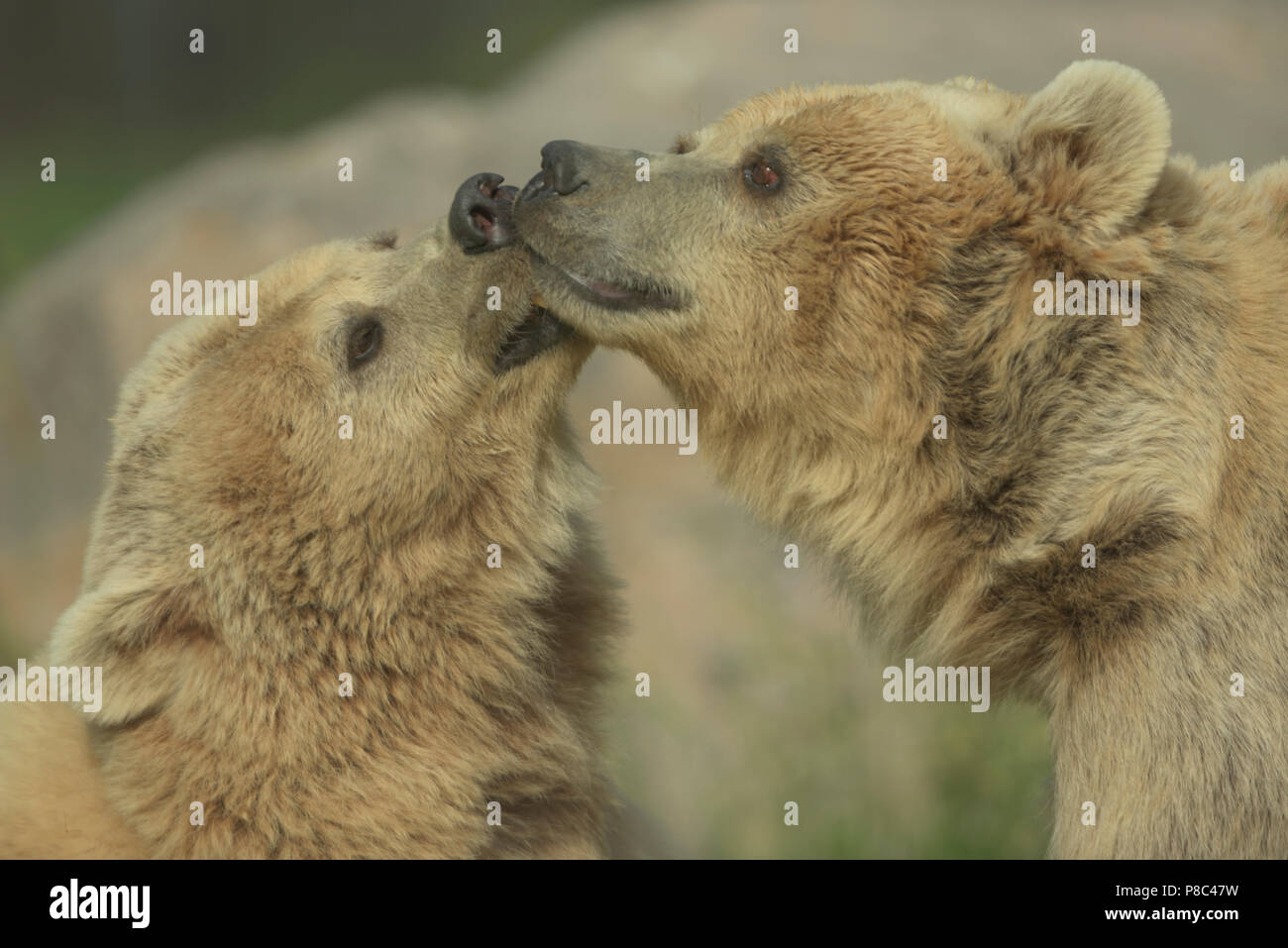 Brown bear playing fighting Grizzly bear playing fighting kissing bears Stock Photo