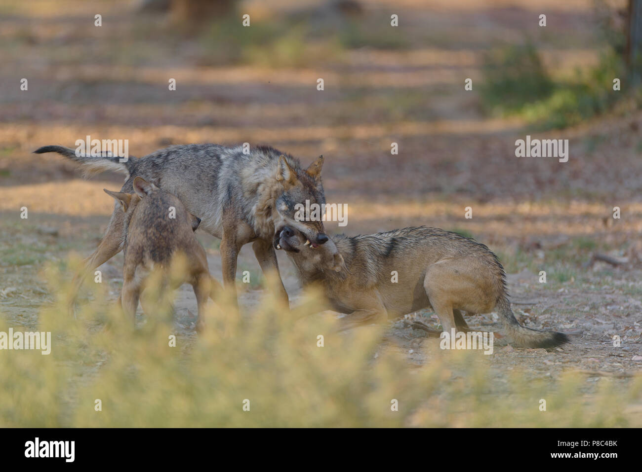 Wolves Fighting For Alpha