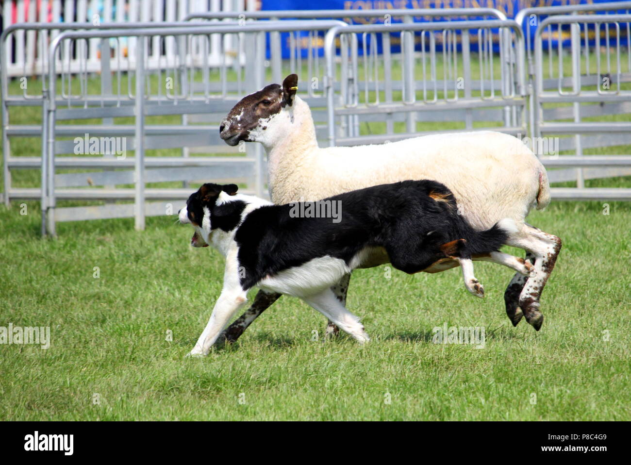 Sheep dog or Border Collie, also known as a Scottish Sheepdog, with distinctive black and white coat, running alongside a black faced sheep next to an Stock Photo