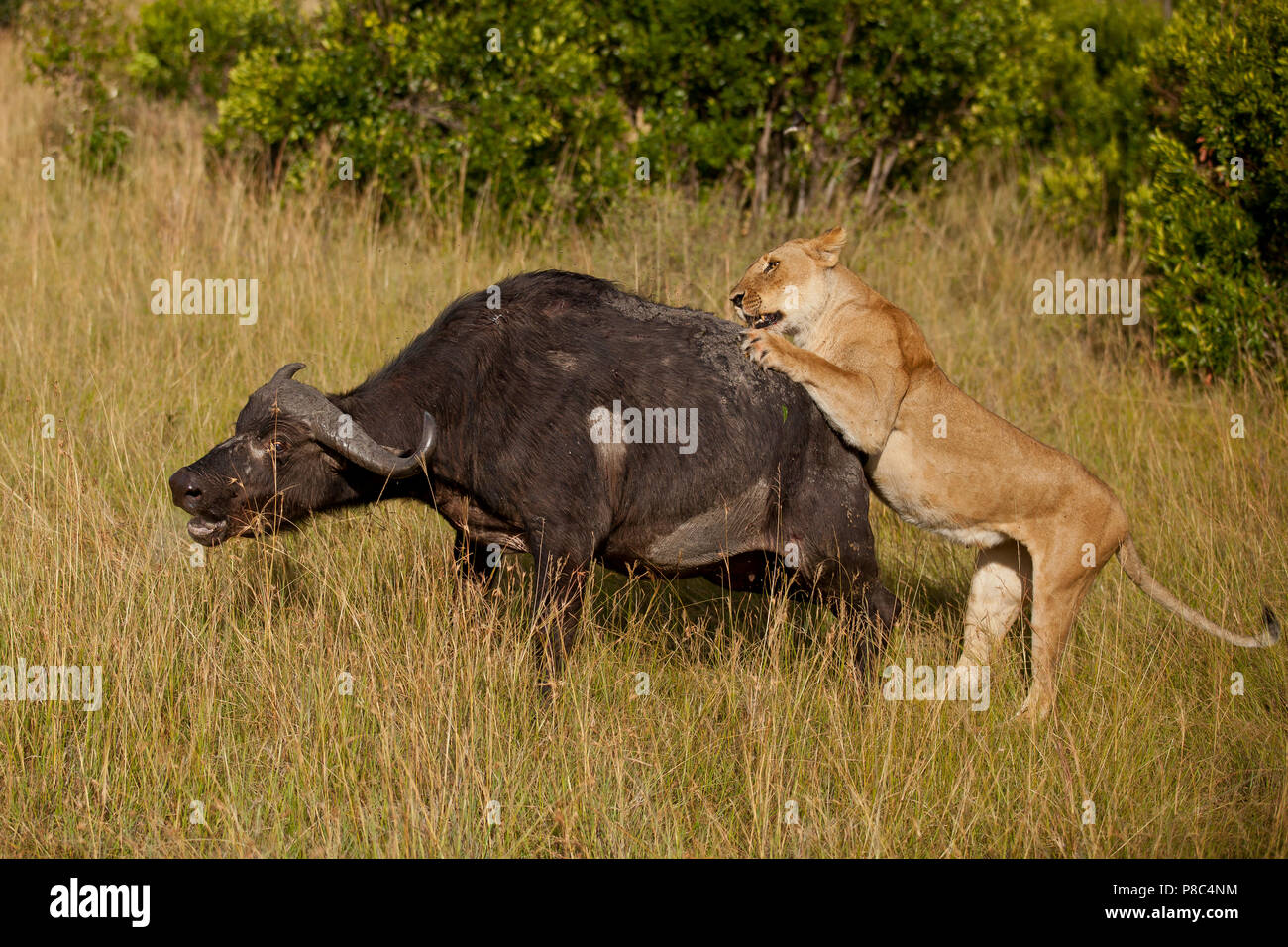 Lion Vs Buffalo High Resolution Stock Photography and Images - Alamy