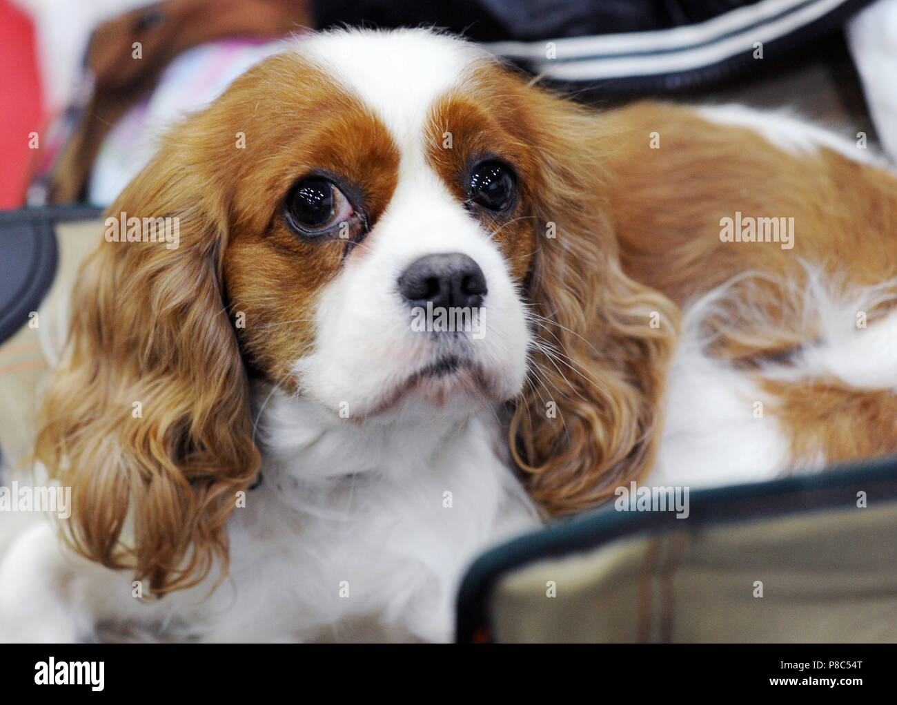 cavalier dog show