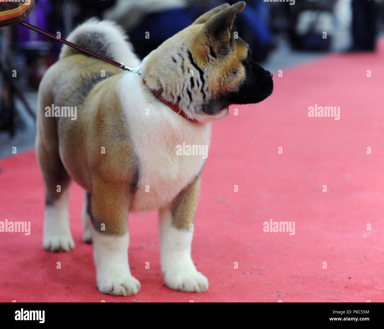 American Akita at dog show, Moscow Stock Photo - Alamy