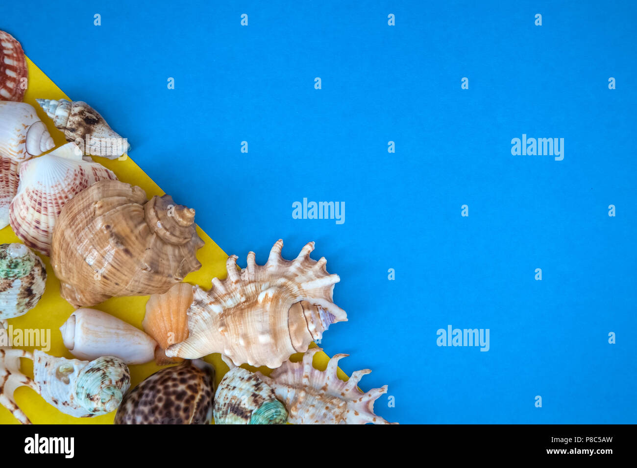Summer time concept with sea shells and starfish on a blue and yellow ...
