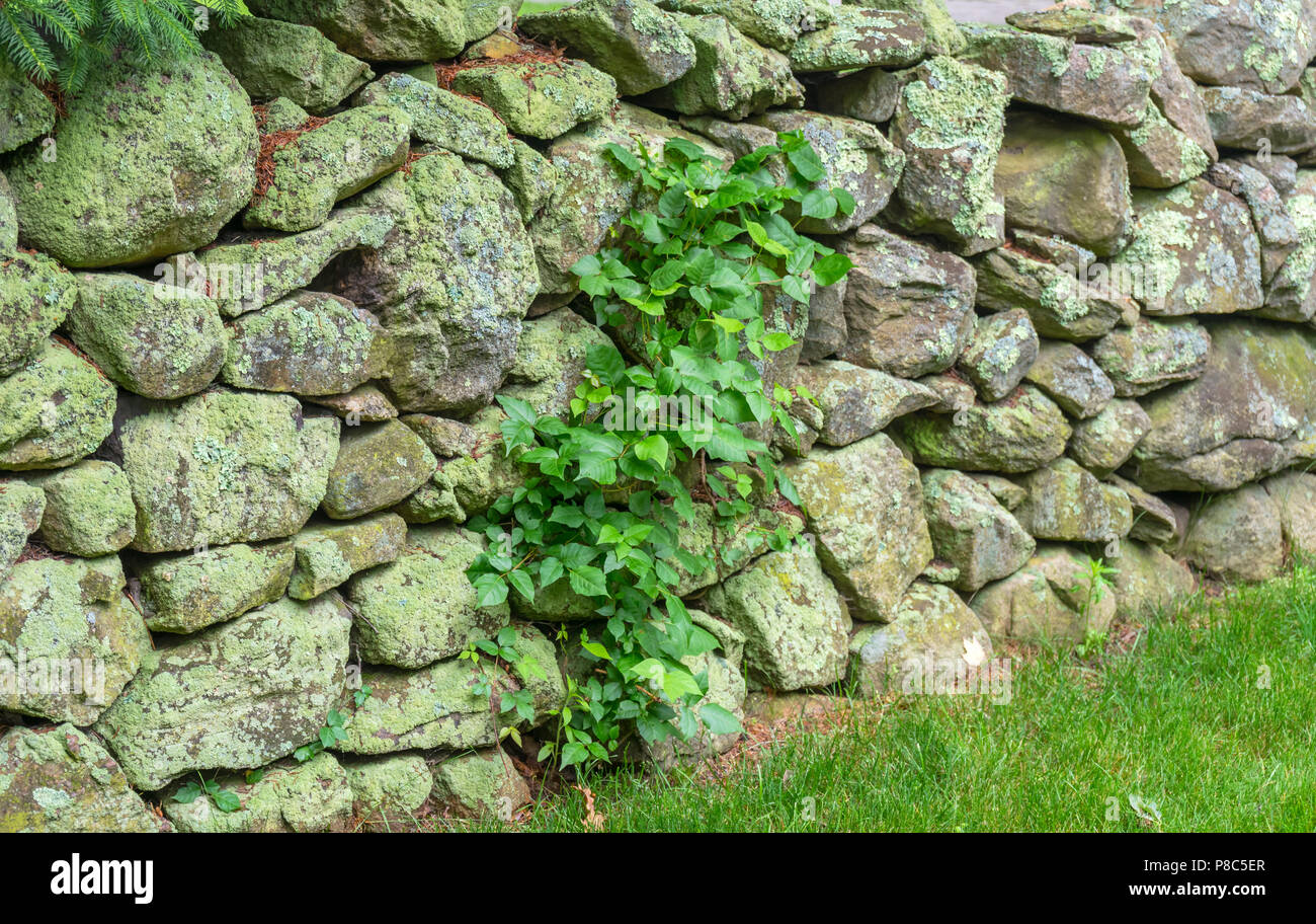 Green Mossy Old Stone Wall New England Padnaram Dartmouth Massachusetts
