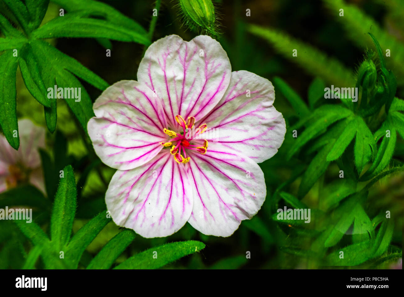 White Pink Geranium Green Leaves Macro Close Up Stock Photo