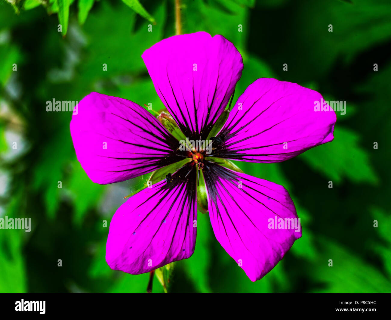 Purple Geranium Crane's Bill Green Leaves Macro Close Up Stock Photo