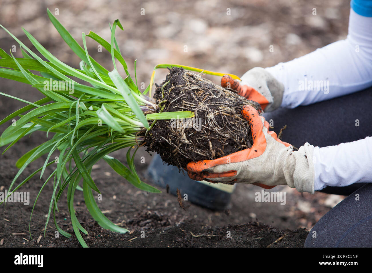 Planting a Potted Plant into the Soil Stock Photo Alamy