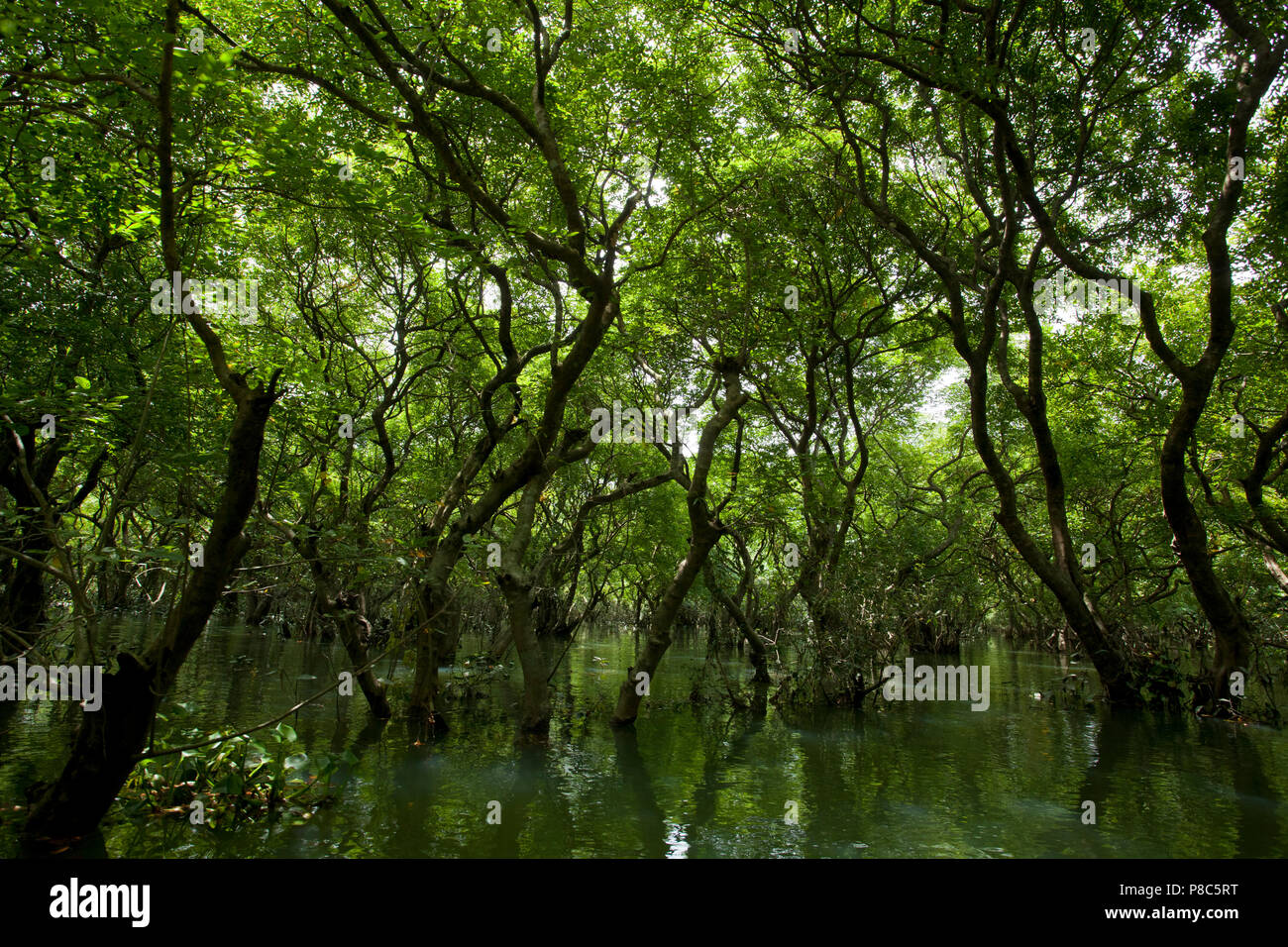 Ratargul is a fresh water swamp forest situated in Sylhet by the river of Goain. This evergreen forest is getting submerged under 20 to 30 feet water  Stock Photo