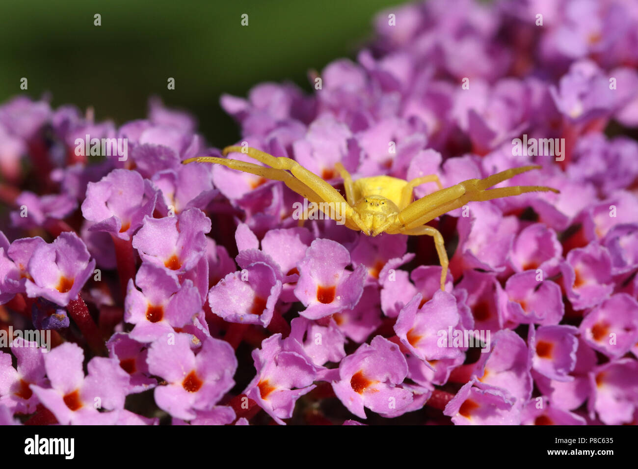 A Yellow Crab Spider, Thomisidae (Misumena vatia) hunting on a Buddleia