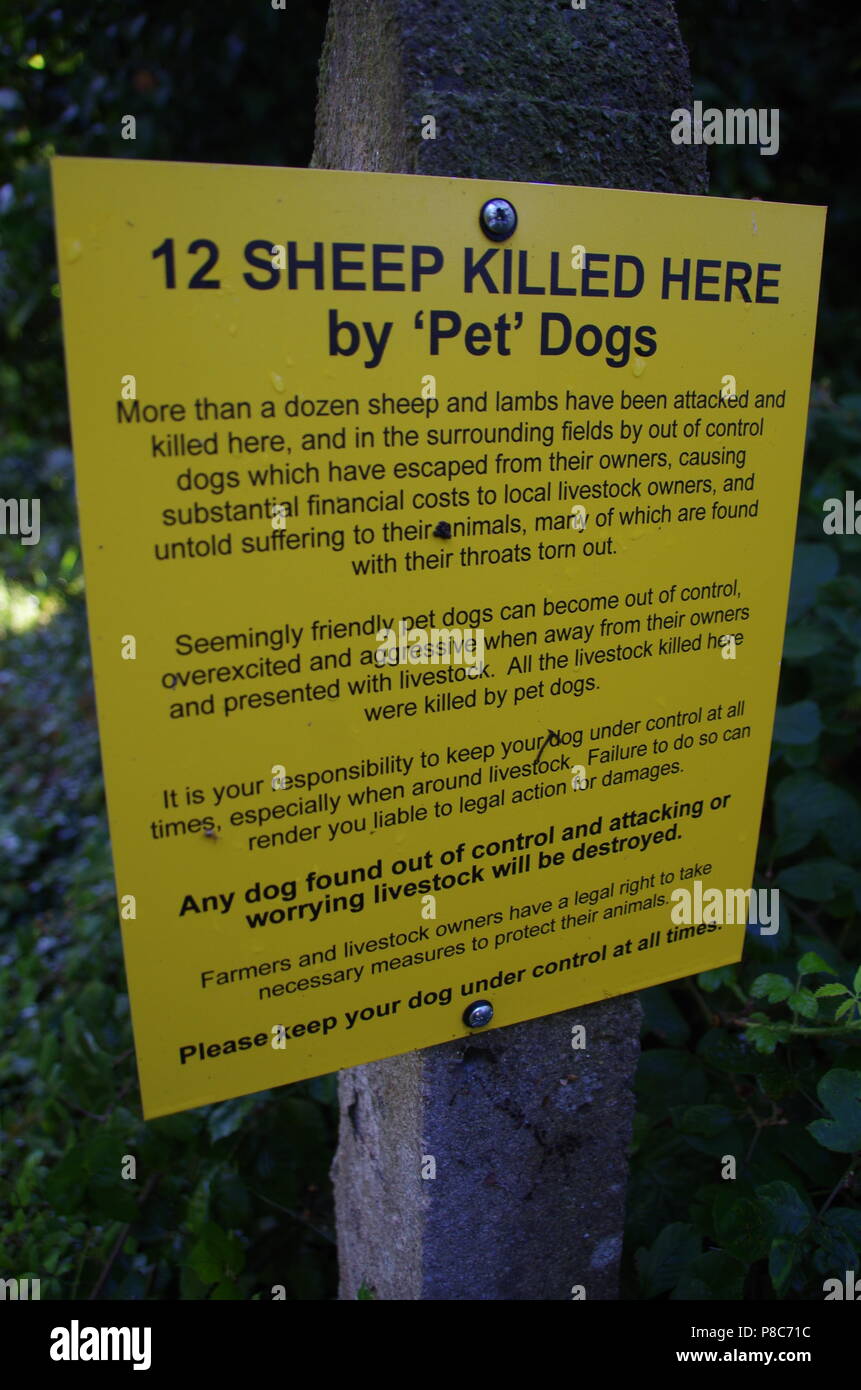 12 sheep murdered by dogs sign. John o' groats (Duncansby head) to