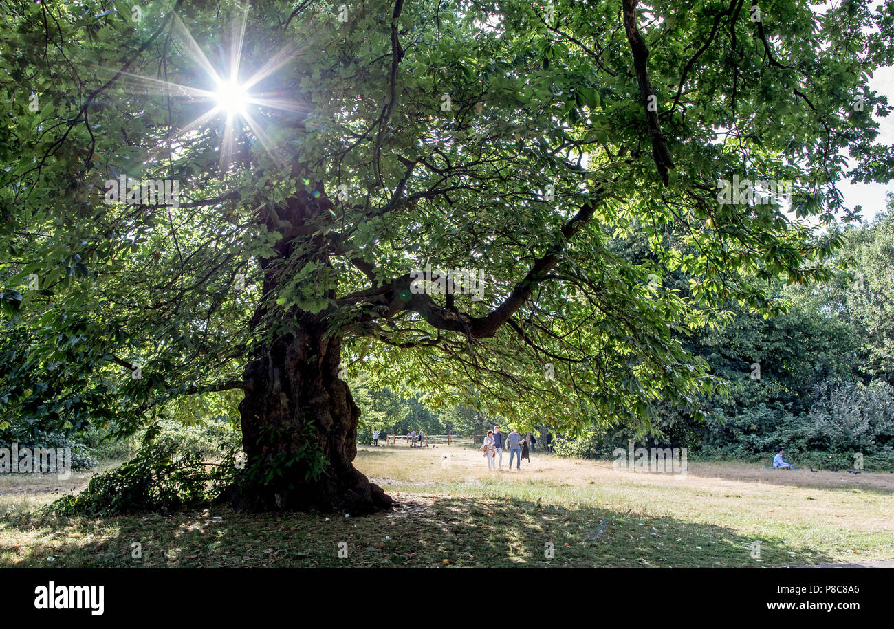 Old Oak Tree Hyde Park London UK Stock Photo