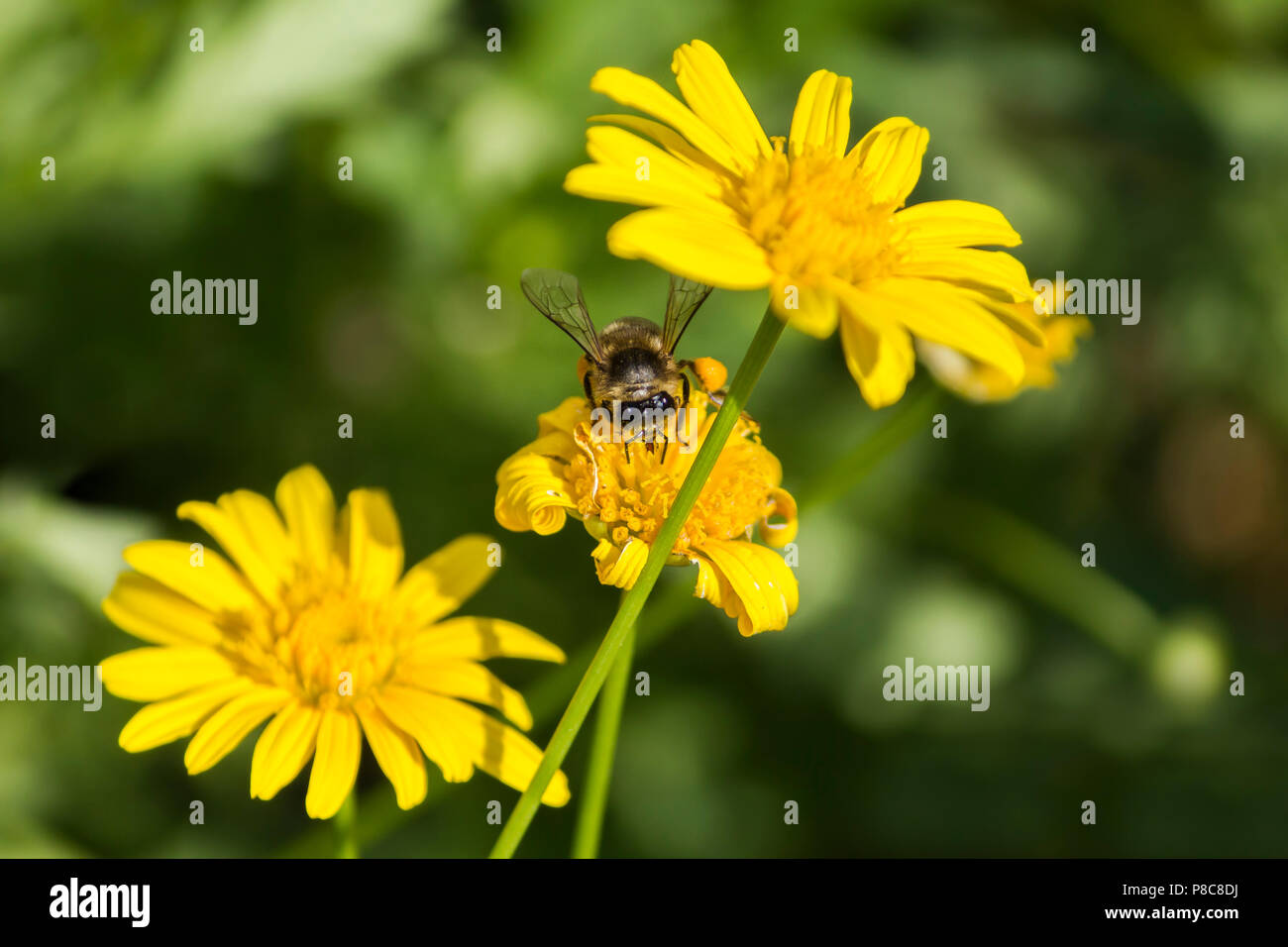 A bee on yellow daisy flower, collecting nectar and pollen. Stock Photo