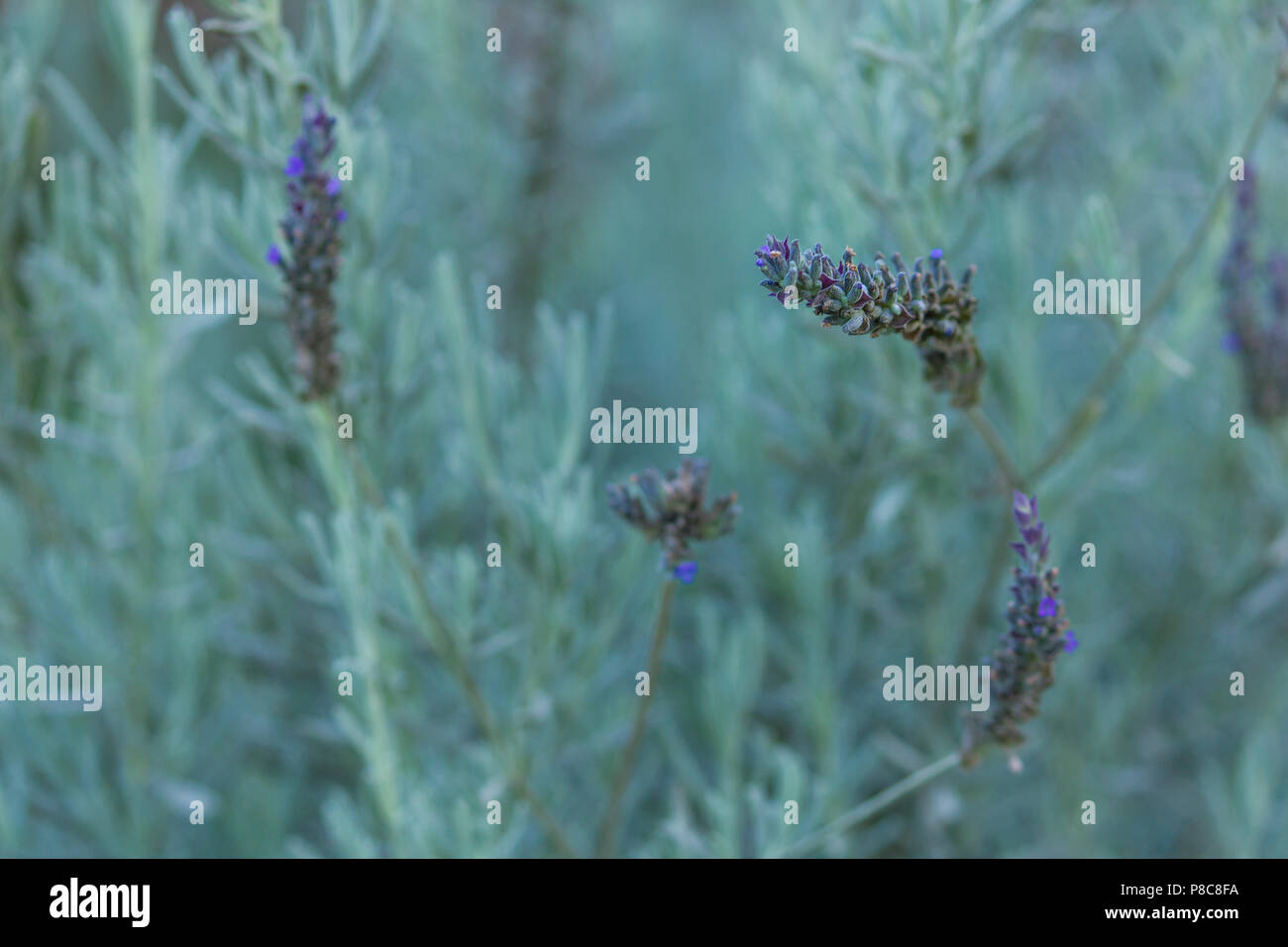 Field of lavender flower closeup on blurred background Stock Photo