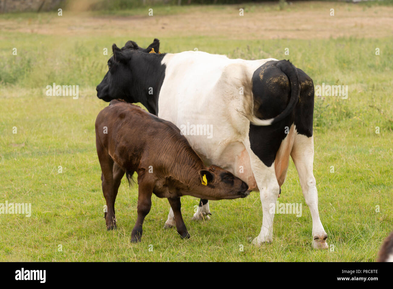 A young brown calve suckles it's mother teet Stock Photo