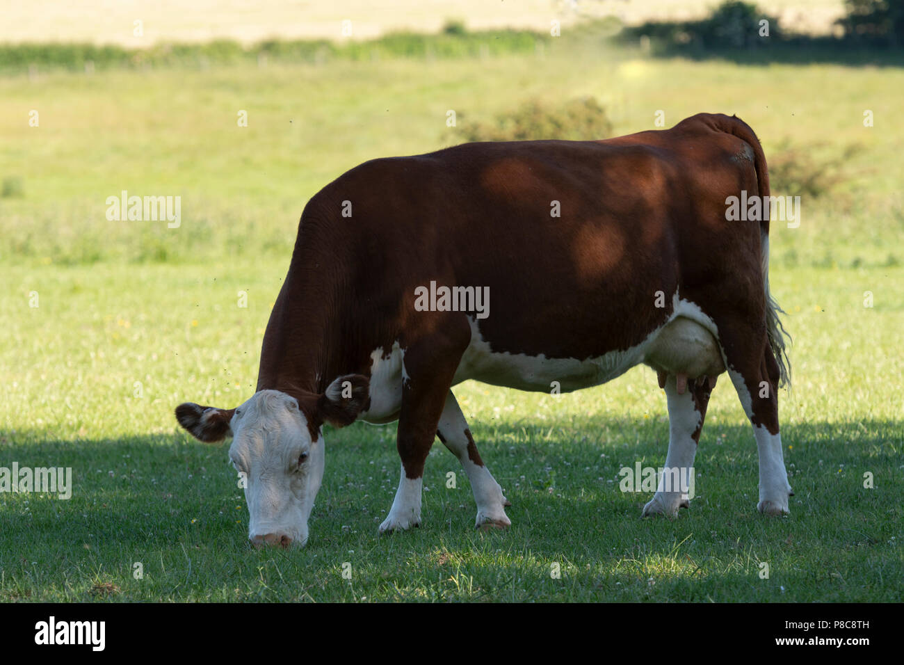 Hereford cow grazing on the grass early in the morning. Stock Photo