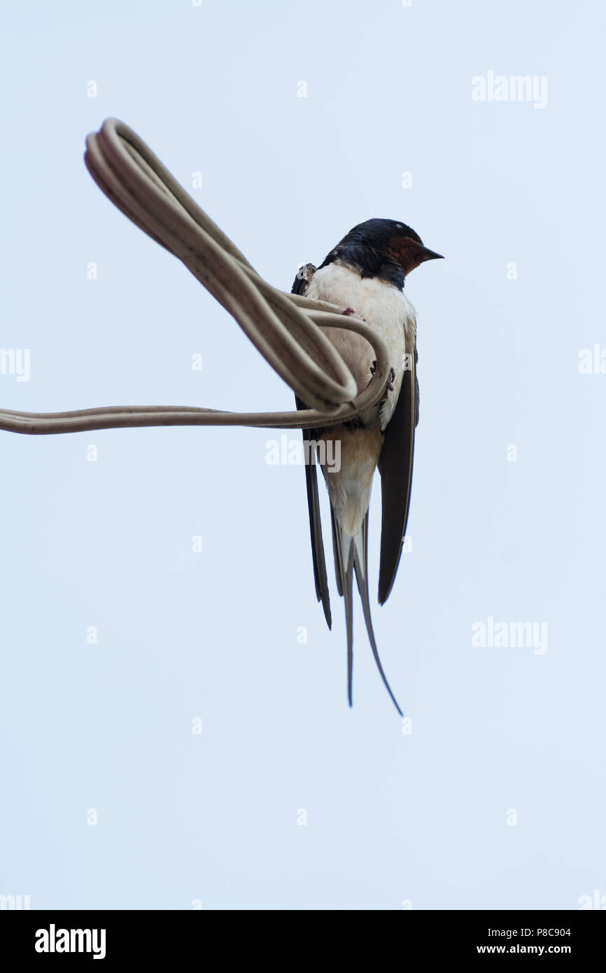 Single swallow sitting on wire Stock Photo