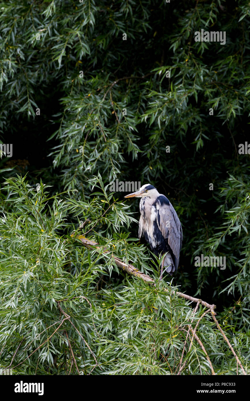 Grey Heron fishing on the canal. Lee Valley navigation canal. London Stock Photo