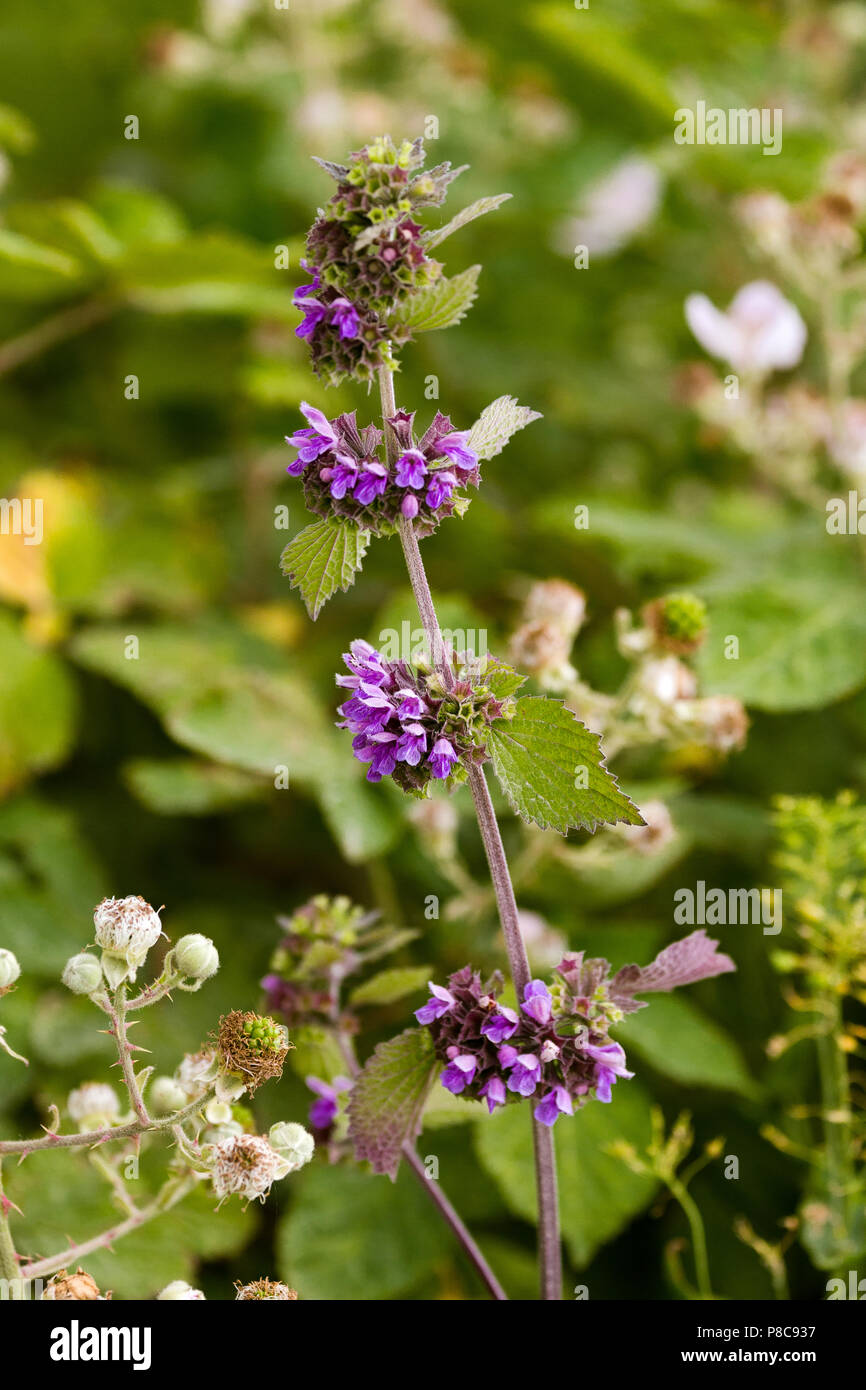 Stinging nettle purple flowers Stock Photo Alamy