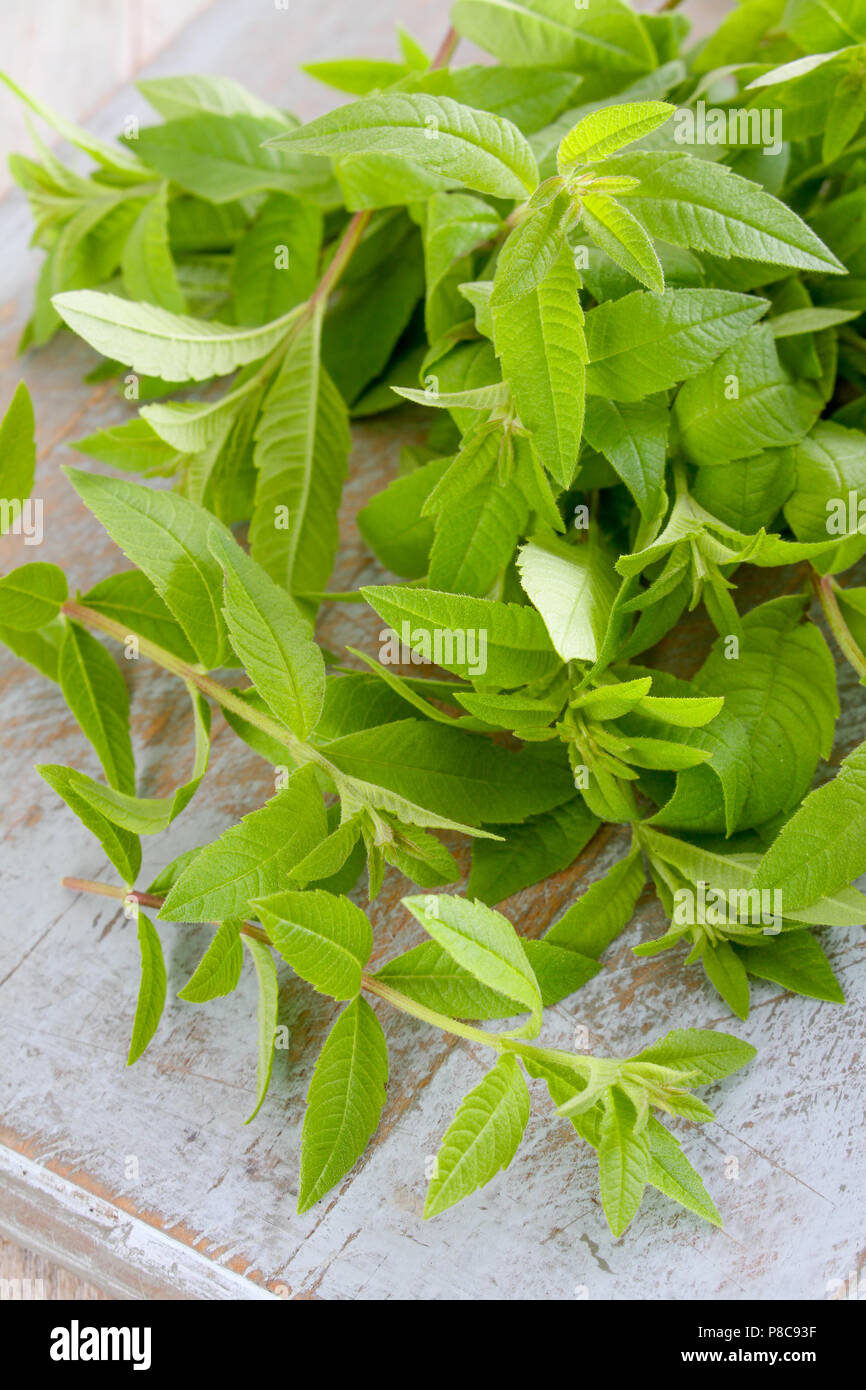 fresh herbs lemon verbena Stock Photo Alamy