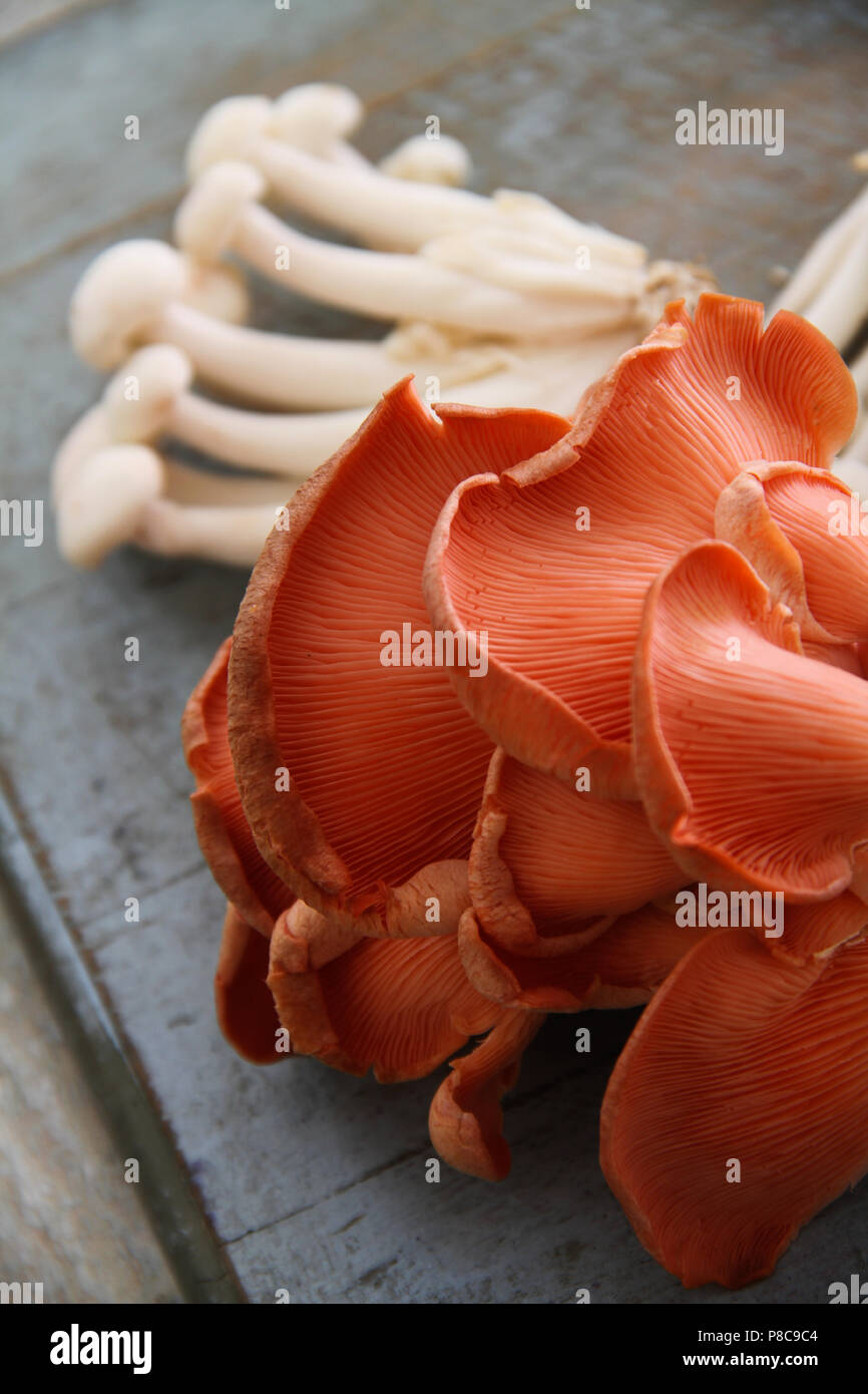 wild mushroom selection Stock Photo Alamy