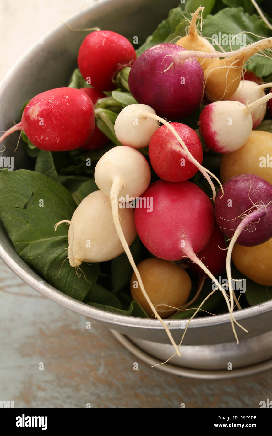 mixed colour heritage radishes Stock Photo