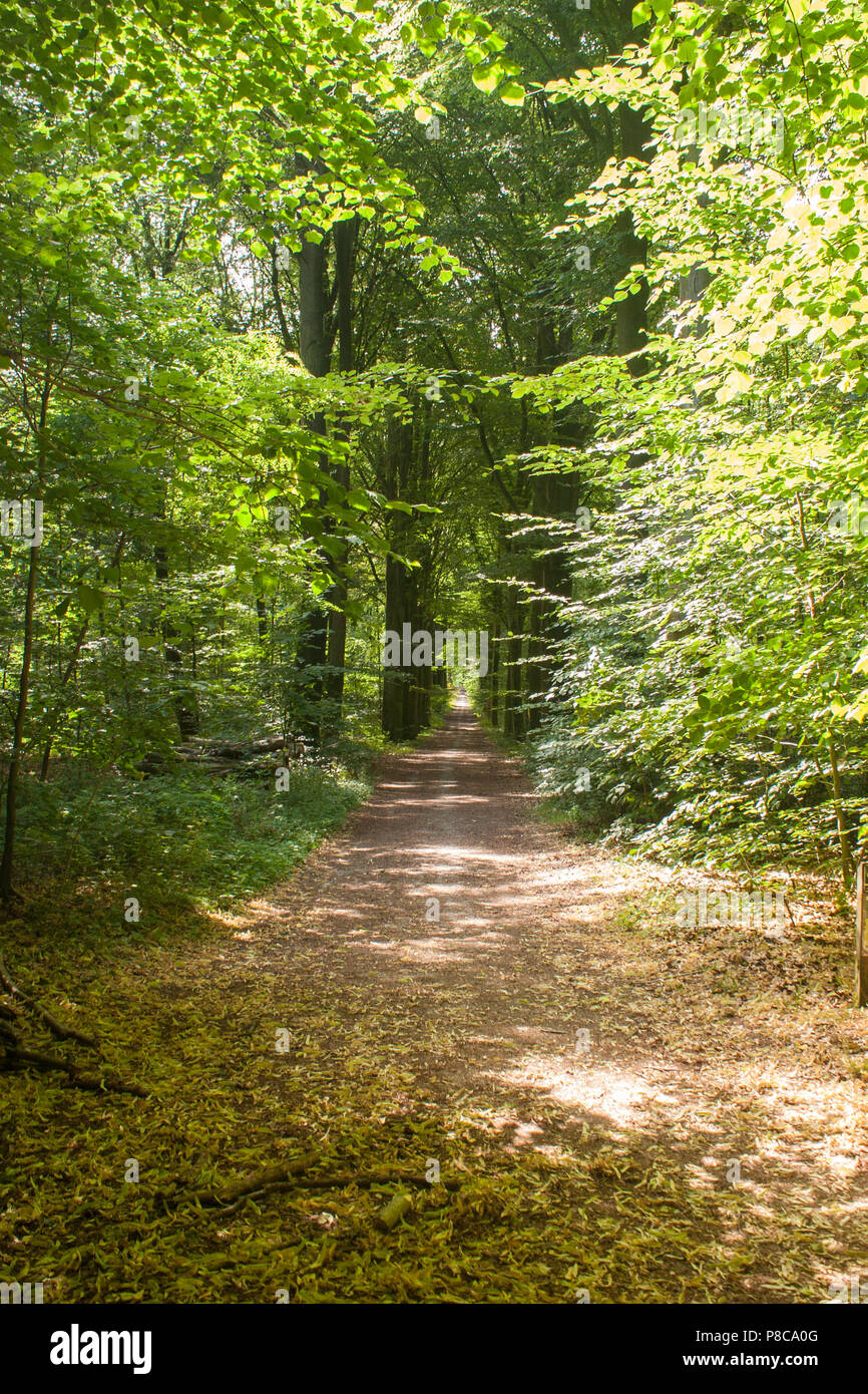 A trail through Old Heverlee Forest in Belgium Stock Photo Alamy