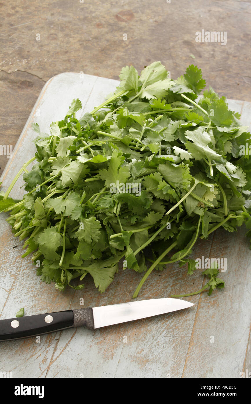 preparing coriander herb bunch Stock Photo Alamy