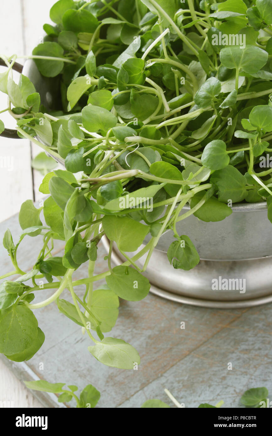 land cress fresh Stock Photo - Alamy