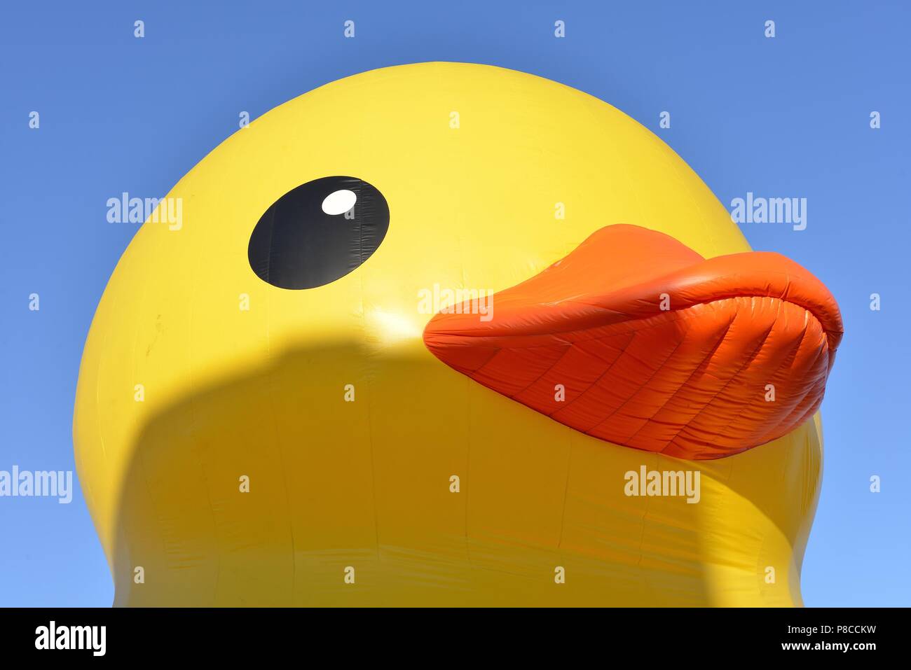 San Pedro, California, USA. 22nd Aug, 2014. Florentijn Hofman's Rubber Duck project makes its