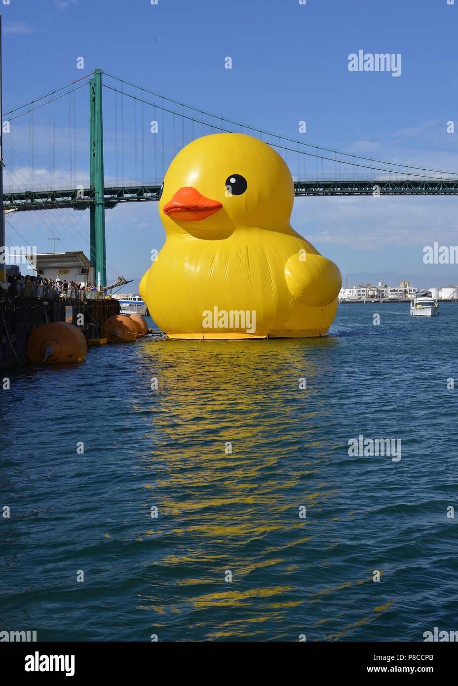 San Pedro, California, USA. 24th Aug, 2014. The Tall Ships Festival kicked off in the Port of Los Angeles Wednesday with the arrival of an unusual guest - the world's largest rubber duck.The canary-yellow 61-foot-tall bathtub toy sailed into port crowded with ships and filled with admiring crowds eager to catch a glimpse of the iconic artwork. It will remain in the harbor through Sunday.Dutch artist Florentijn Hofman debuted the photogenic duck in 2007, and versions of it have been seen around the world in places including China, Hong Kong, Belgium, Japan and New Zealand. (Credit Image: © B Stock Photo