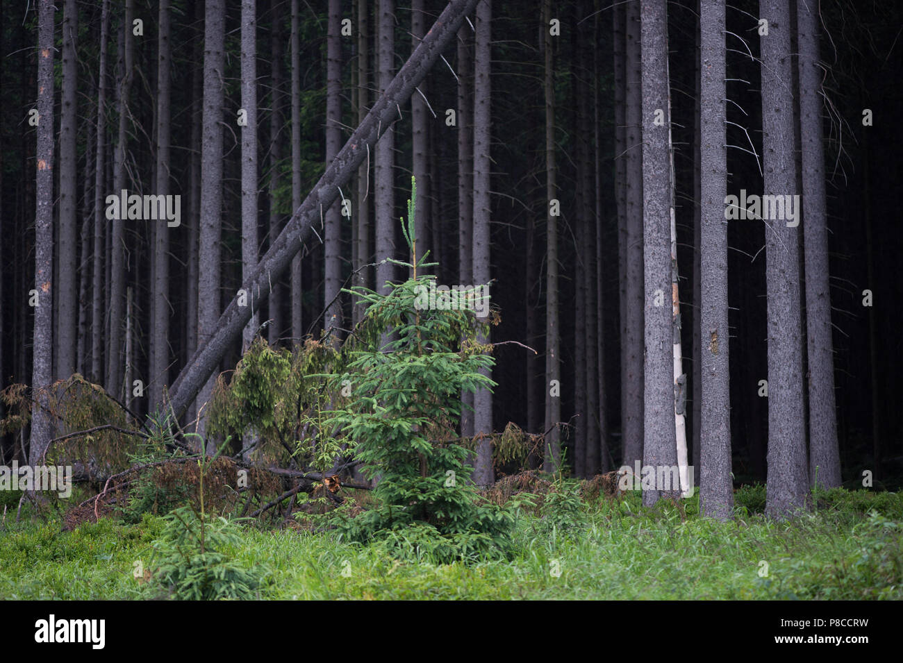 Drei Annen Hohne, Germany. 21st June, 2018. Young spruce trees growing in a forest area damaged by a storm. Heavy storms were raging several months ago over many parts of Germany and caused havoc in the forests. Now bark beetles are setting up residence in the overturned spruce trees. Credit: Klaus-Dietmar Gabbert/dpa-Zentralbild/dpa/Alamy Live News Stock Photo