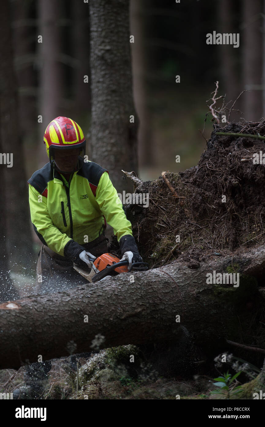 Drei Annen Hohne, Germany. 21st June, 2018. A forestry worker cuts up the trunk of a spruce tree, which was overturned during a storm. Getting rid of the bark is intended to destroy the habitat of the bark beetles. Heavy storms were raging several months ago over many parts of Germany and caused havoc in the forests. Now bark beetles are setting up residence in the overturned spruce trees. Credit: Klaus-Dietmar Gabbert/dpa-Zentralbild/dpa/Alamy Live News Stock Photo